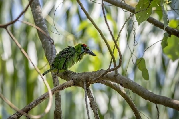 birds mexico field guide